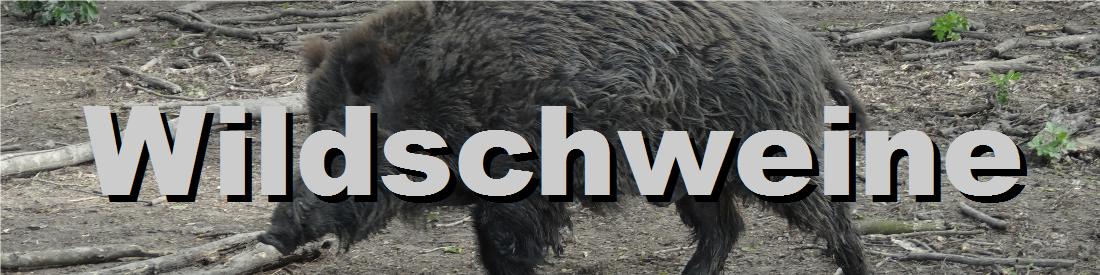 wildschweine ultraschall